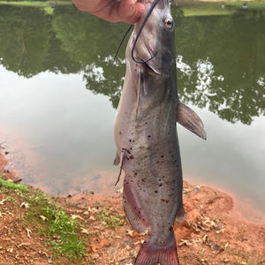 Meet your Posher, Benjamin